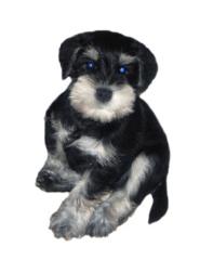 Zwergschnauzer schwarz/silber Welp-Rüde