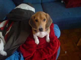Beagle Hündin Welpe