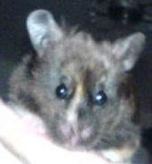 Suche eine Goldhamsterdame