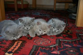 Wunderschöne Britisch Kurzhaar Kitten und Highlanderin