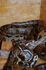 Boa Constrictor Imperator Pärchen von 2021