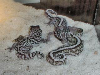 Madagaskar Großkopfgecko Paroedura picta