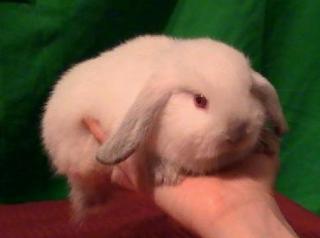 Kleine Miniwidder