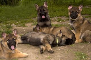 Zauberhafte Schäferhundwelpen grau,