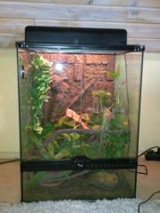 Verkaufe Terrarium mit Anolis