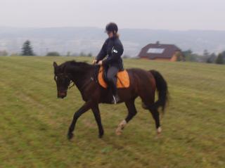 Hübscher Wallach sucht nette Reitbeteiligung