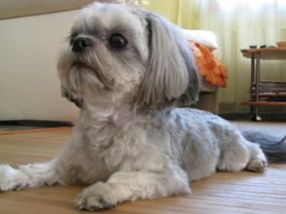 Shih - Tzu Lucky männlich, 2Jahre sucht Sie.