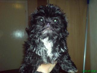 Shih-Tzu Welpen