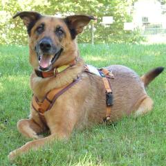 Amy-Ma - weiblich 7 Jahre 59 cm 31 kg Mali-Schäferhund-Mix Gechipt Nicht kastriert