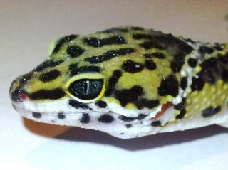Schöne Leopardgeckos in Raum Frankfurt abzugeben.