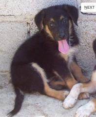 Pfötchenhilfe Rhodos sucht für Schäferhund-Mix Momo ein neues Zuhause