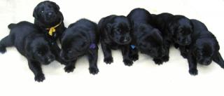 Wundersch ne Labradorwelpen suchen neues Zuhause