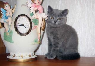 Bezaubernde BKH Katzenbabys