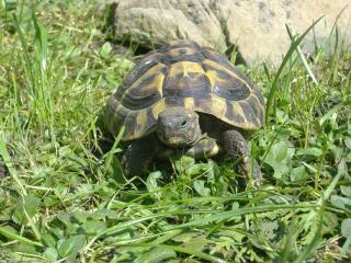 Griechische Landschildkröten THB, aus eigener Nachzucht, div. Jahrgänge