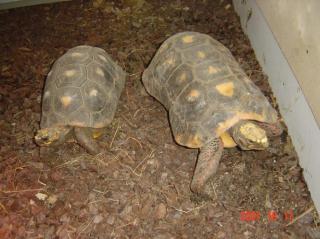 Adulte Köhlerschildkröten abzugeben