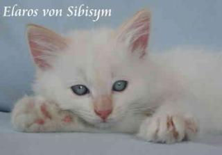 Elaros ein Neva Masquarade Katerchen