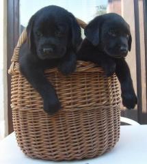 Wunderschöne Labrador Welpen 8 Wochen mit Papieren.