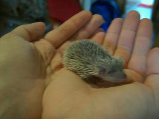 Igel, Igeltanreks