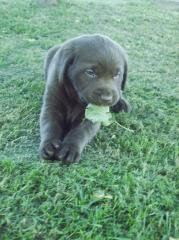 Labrador Welpen