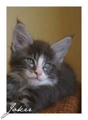 Wir haben tolle Maine Coon Babys
