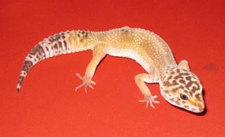 LEOPARDGECKOS FARBZUCHTEN anzugeben günstig
