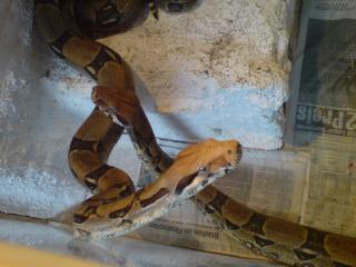 Boa constrictor