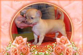 Chihuahua Welpe mit FCI Stammbaum