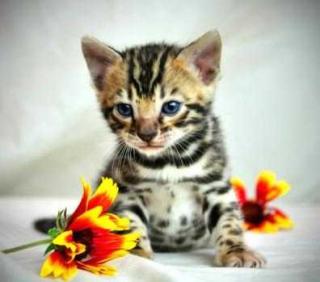 Bengal-Katzenbabys mit tollen Rosetten in silber und braun - sanfte Kätzchen im