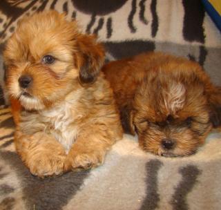 Süße Shih-Tzu Babys