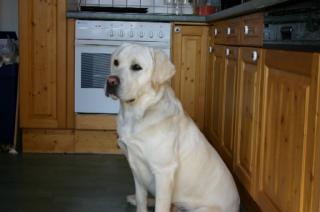 15 Monate alter blonder labradorrüde mit 6 Kindern aufgewachsen sucht lieben zuh