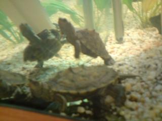 2 Höckerschildkröten zu Verkaufen ohne Zubehör