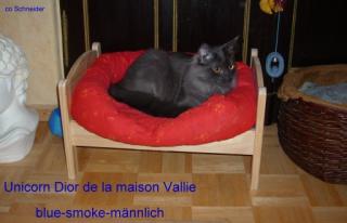 Türkisch Angora Kater, kastriert