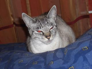 Seal Chocolate Tabby Point LADY sucht DECKKATER