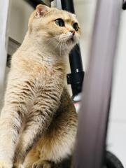 Scottish Gold Katze kater