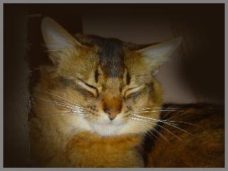 Somalikater wildfarben