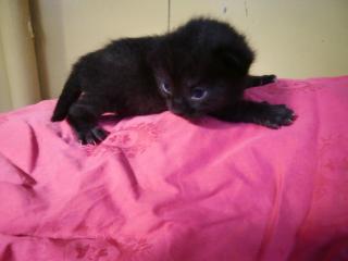 Katzenbabys
