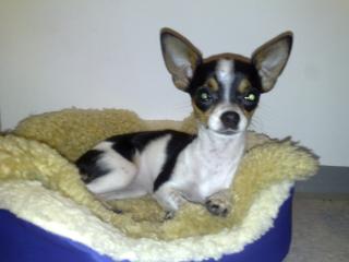 HUND wird VERMISST - FINDERLOHN