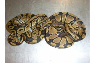 Königspythons aus 2021 abzugeben aus mehreren Gelegen