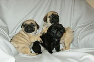 Mops welpen braun, schwarz