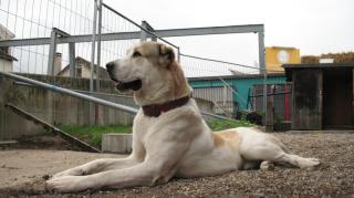Mittelasiatischer Schäferhund/Owtsharka zum denken bereit