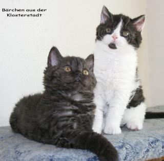 Süßes Selkirk Rex Baby
