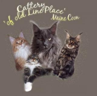 Traumhafte Maine Coon Kitten der Spitzenklasse