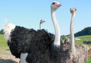 VERKAUFE STRAUßENTRIO