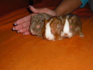 Kleine Meerschweine abzugeben