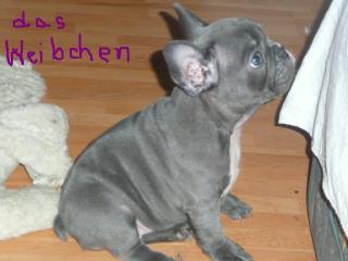 Französische Bulldogge blau
