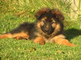 Langhaarschäferhundewelpen suchen ab sofort ein neues zu Hause