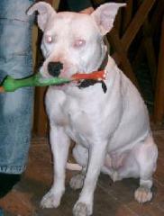 Bulldogge mit eis blauen augen