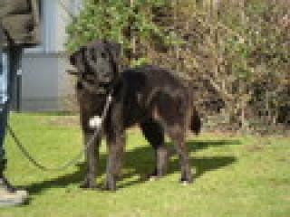 Mayla, mögl. Flat Coated Labrador-Groenendael -Mischling, weiblich, geb. ca. 2/