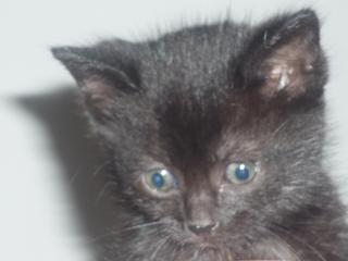 Kleines süßes Katzenbaby Mäuschen sucht liebes und neues zu Hause