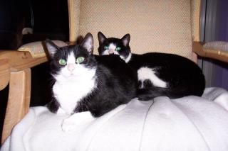 2 liebe, ruhige Katzen zu verschenken